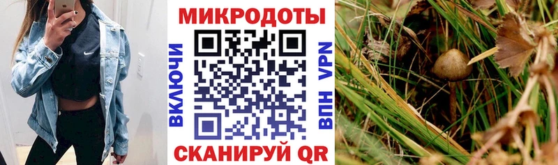 где продают   ссылка на мегу ссылки  Псилоцибиновые грибы GOLDEN TEACHER  Якутск 